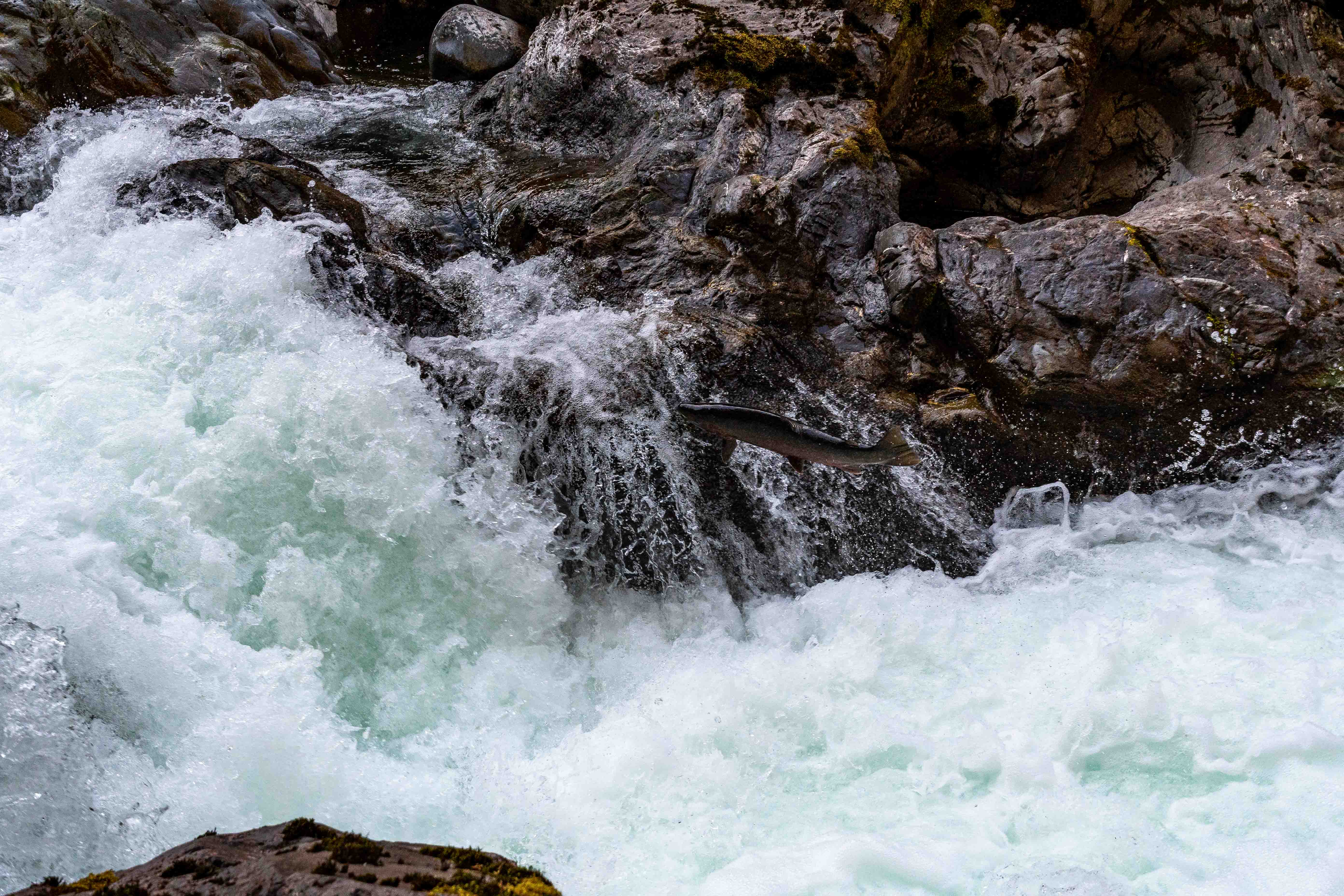 Salmon Leaping Upstream - Olympic, Washington