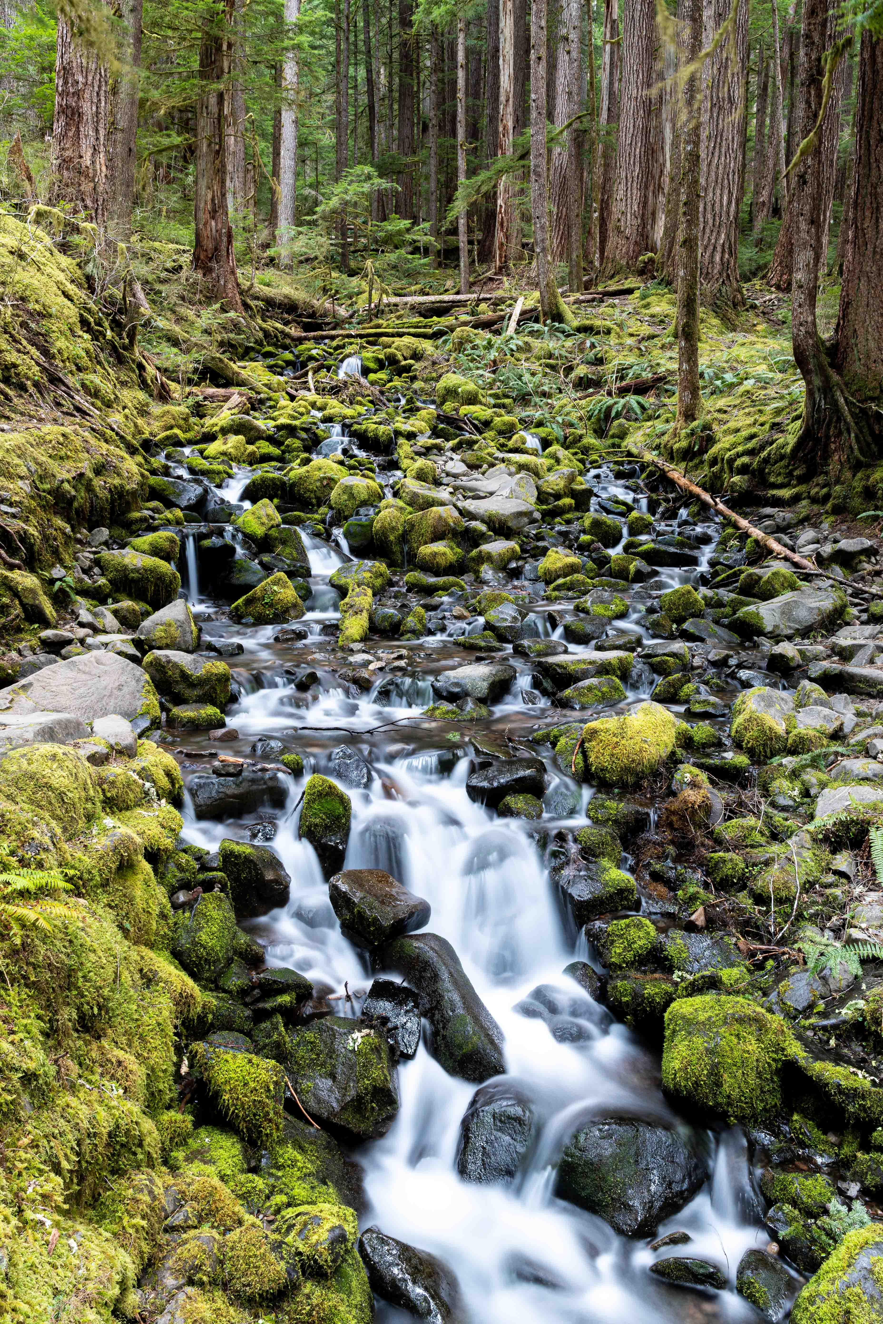 Mossy Forest Stream - Olympic, Washington