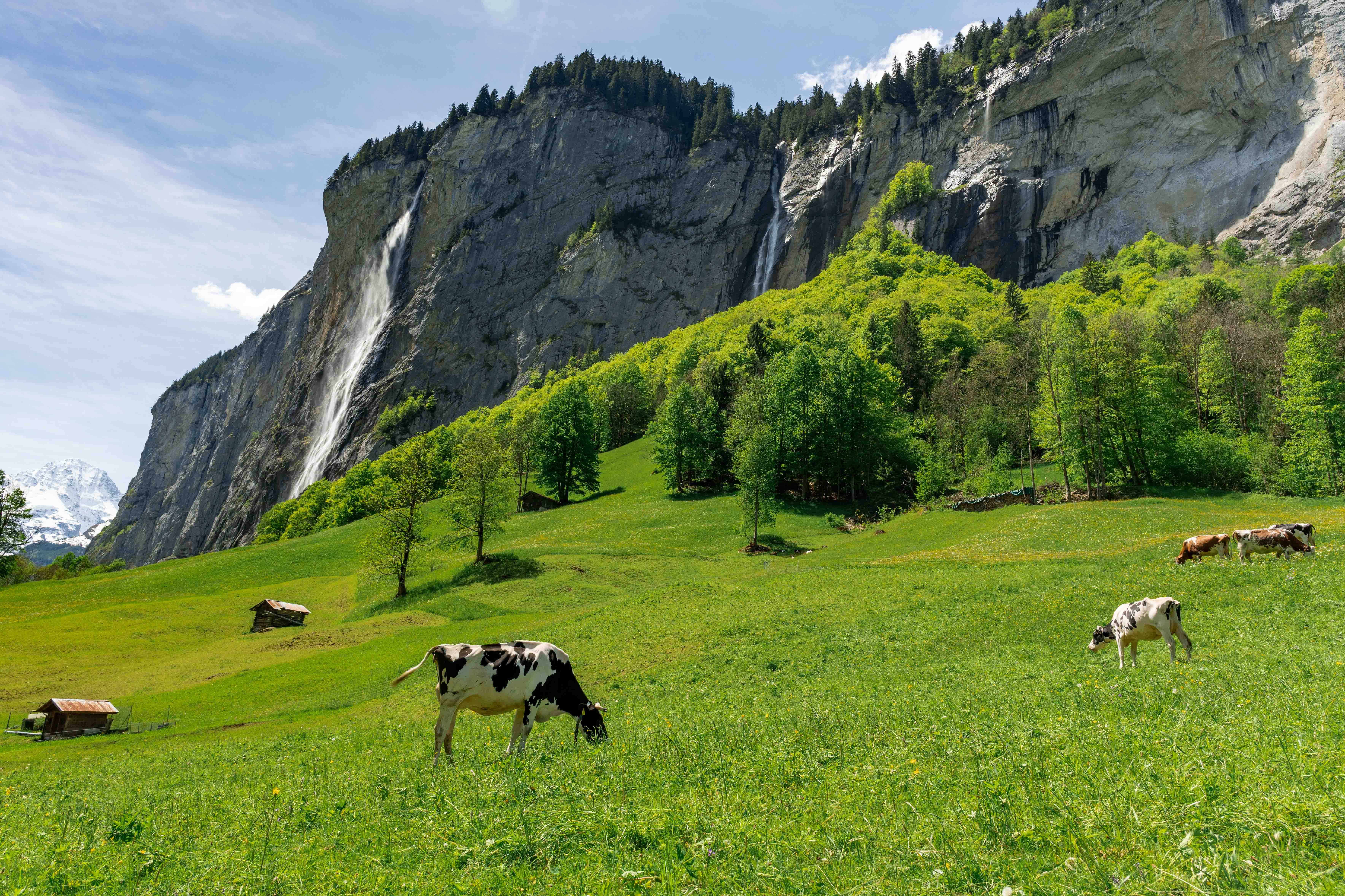 Cows Grazing in Lauterbrunnen Valley - Lauterbrunnen