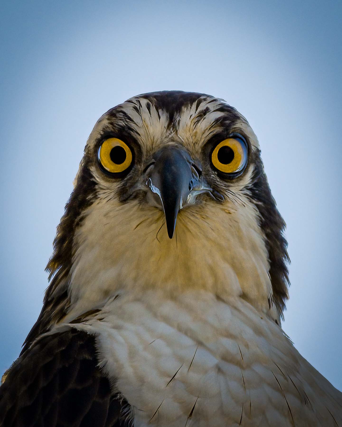 Wildlife - Bald Eagle