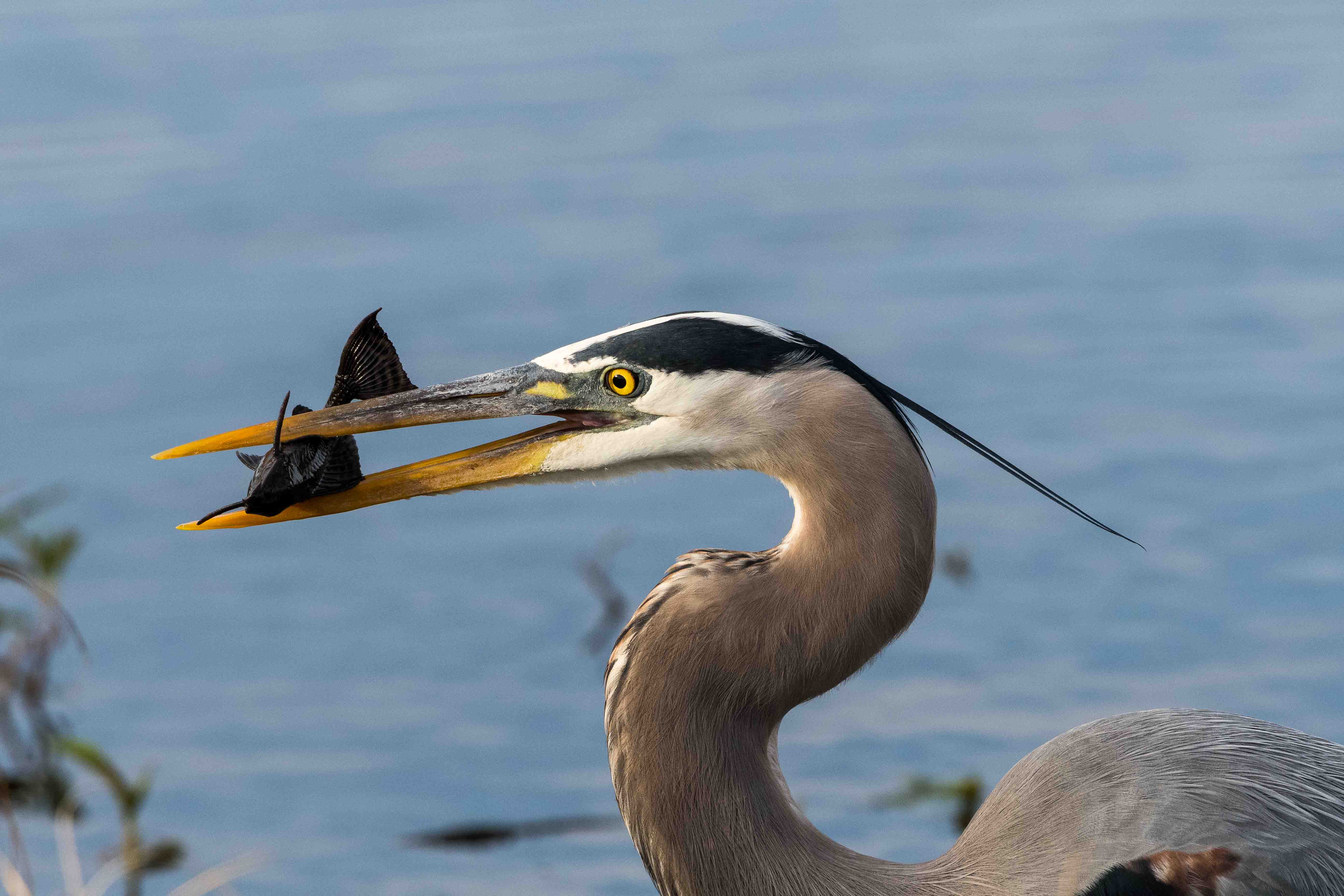 Great Blue Heron with Fish - Florida