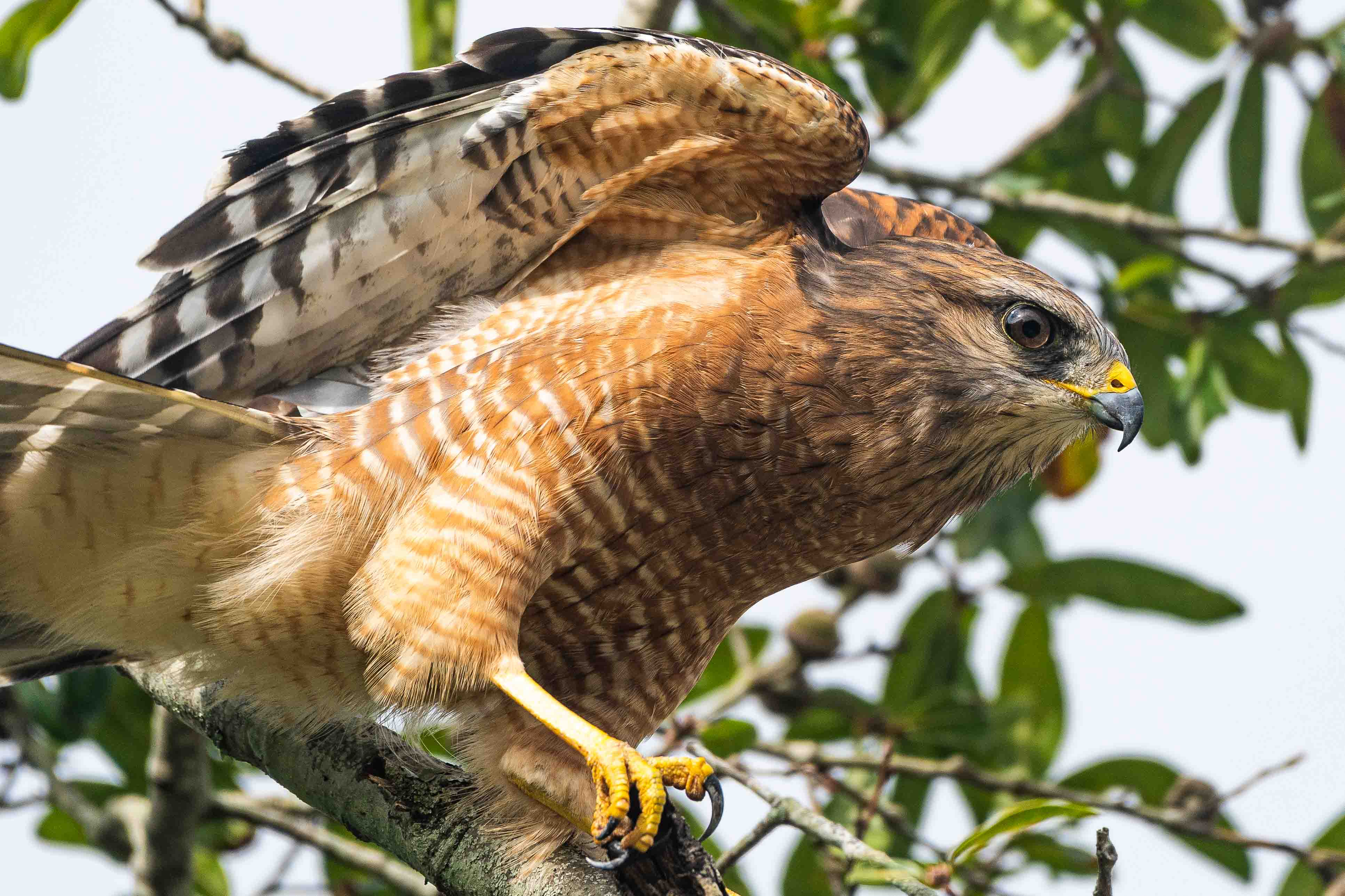 Red-Shouldered Hawk - Florida