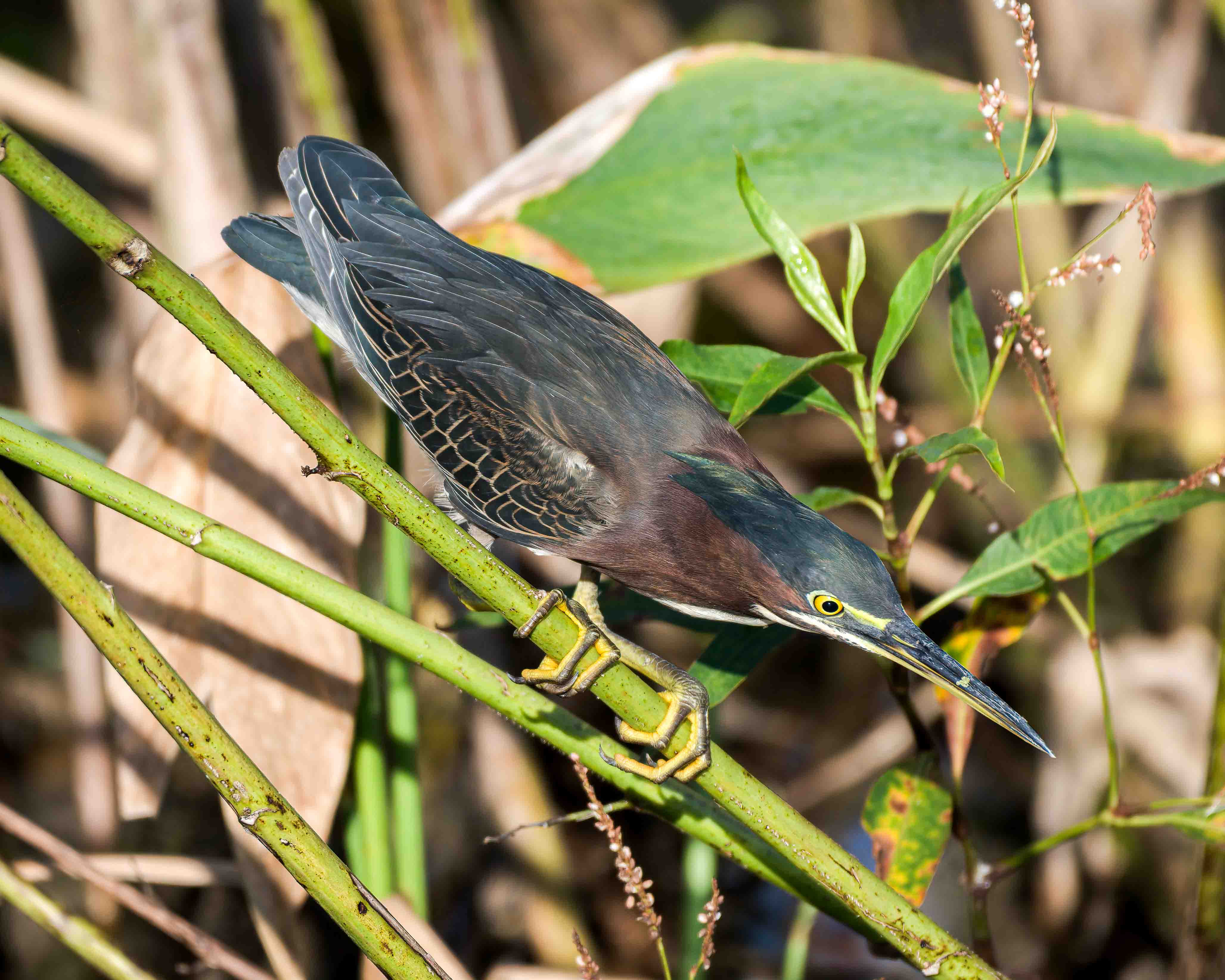 Green Heron Hunting - Florida