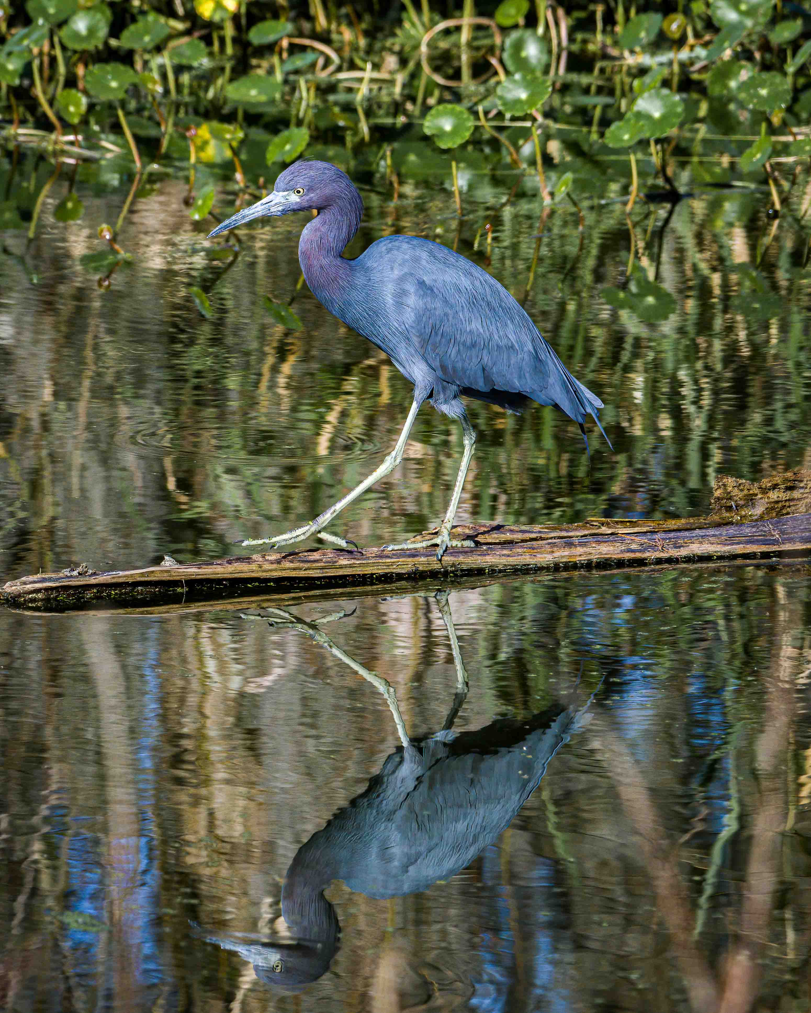 Little Blue Heron and Reflection - Florida