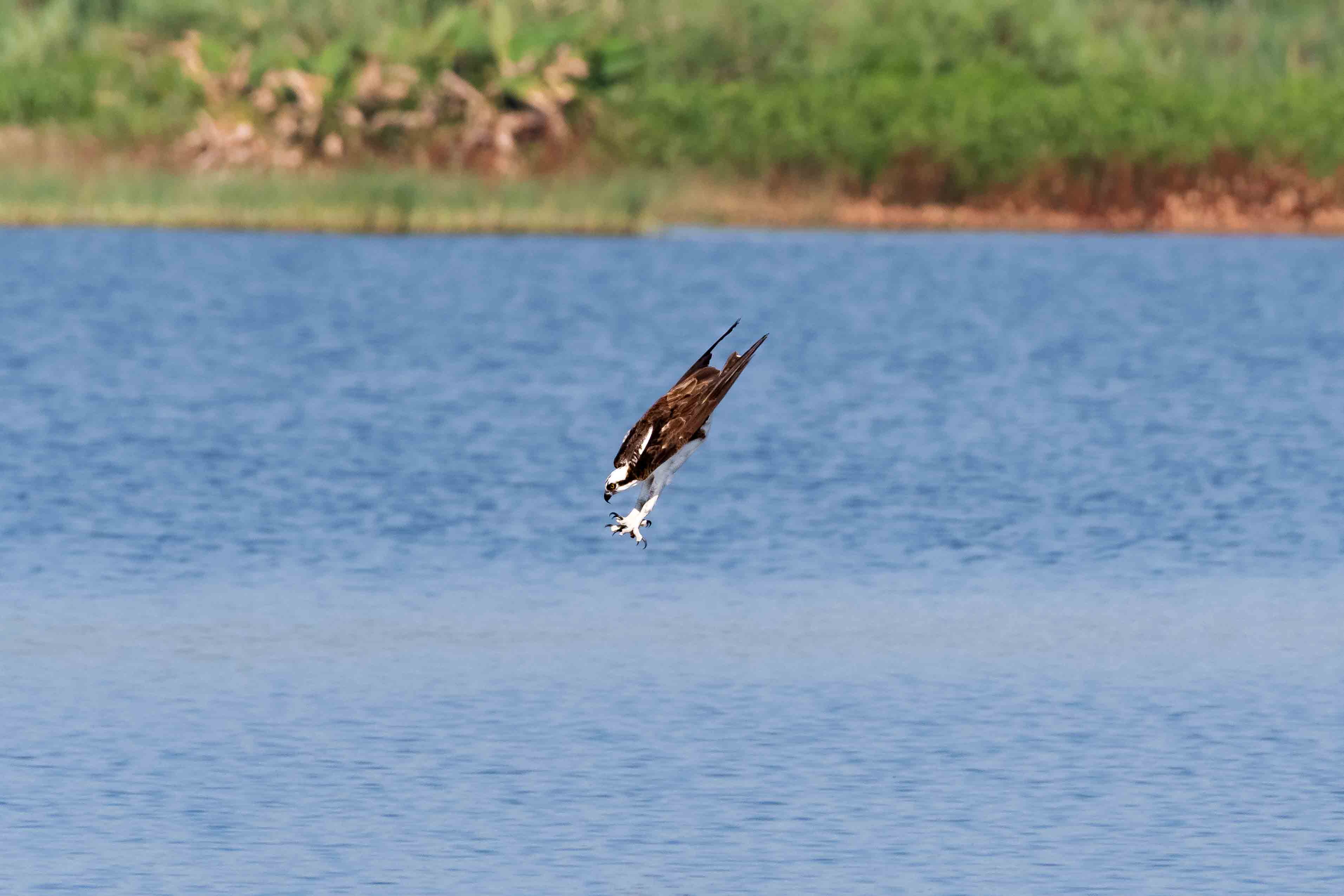 Osprey Diving for Fish - Florida