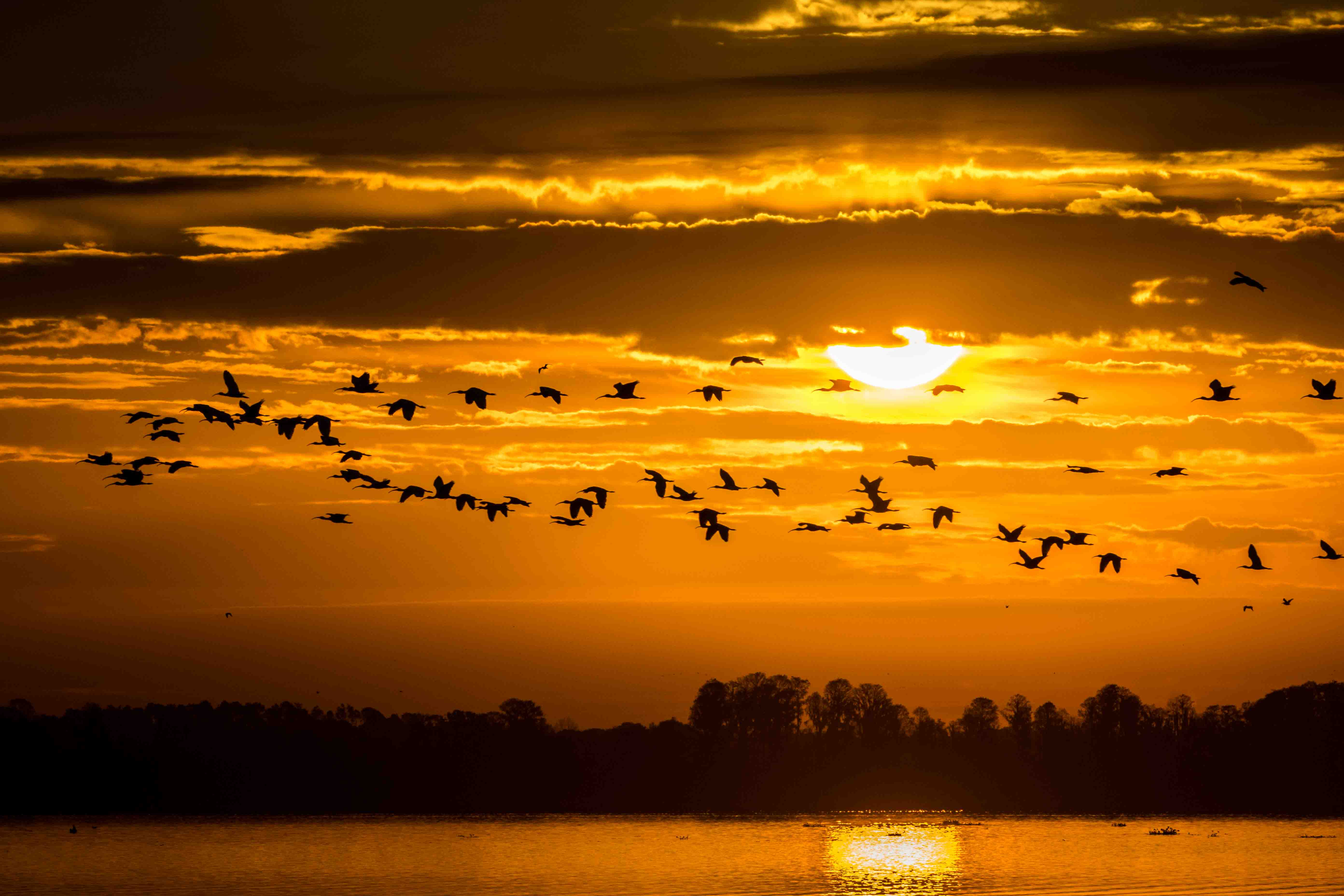 Flock in Flight at Golden Sunset - Florida
