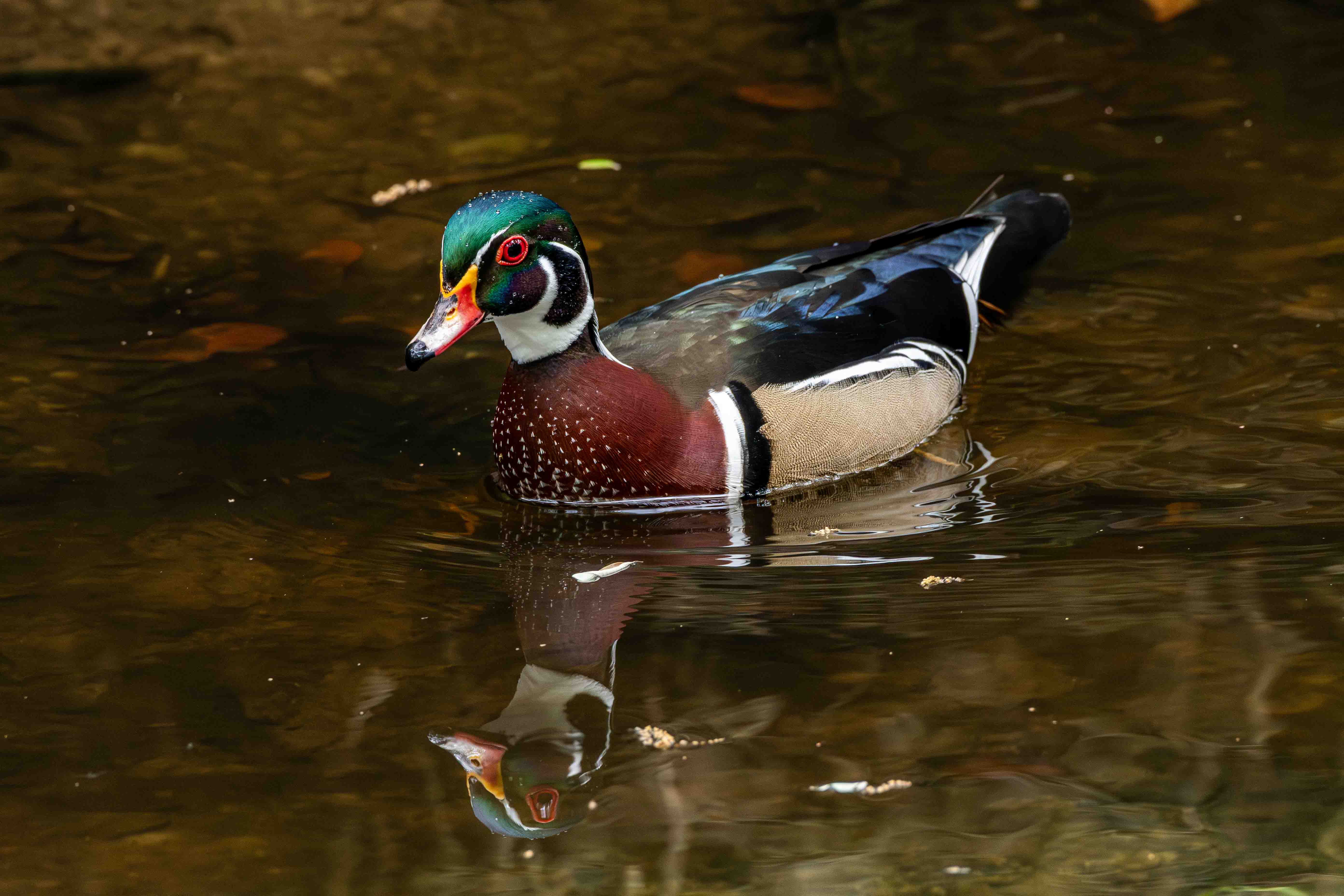 Male Wood Duck - Florida