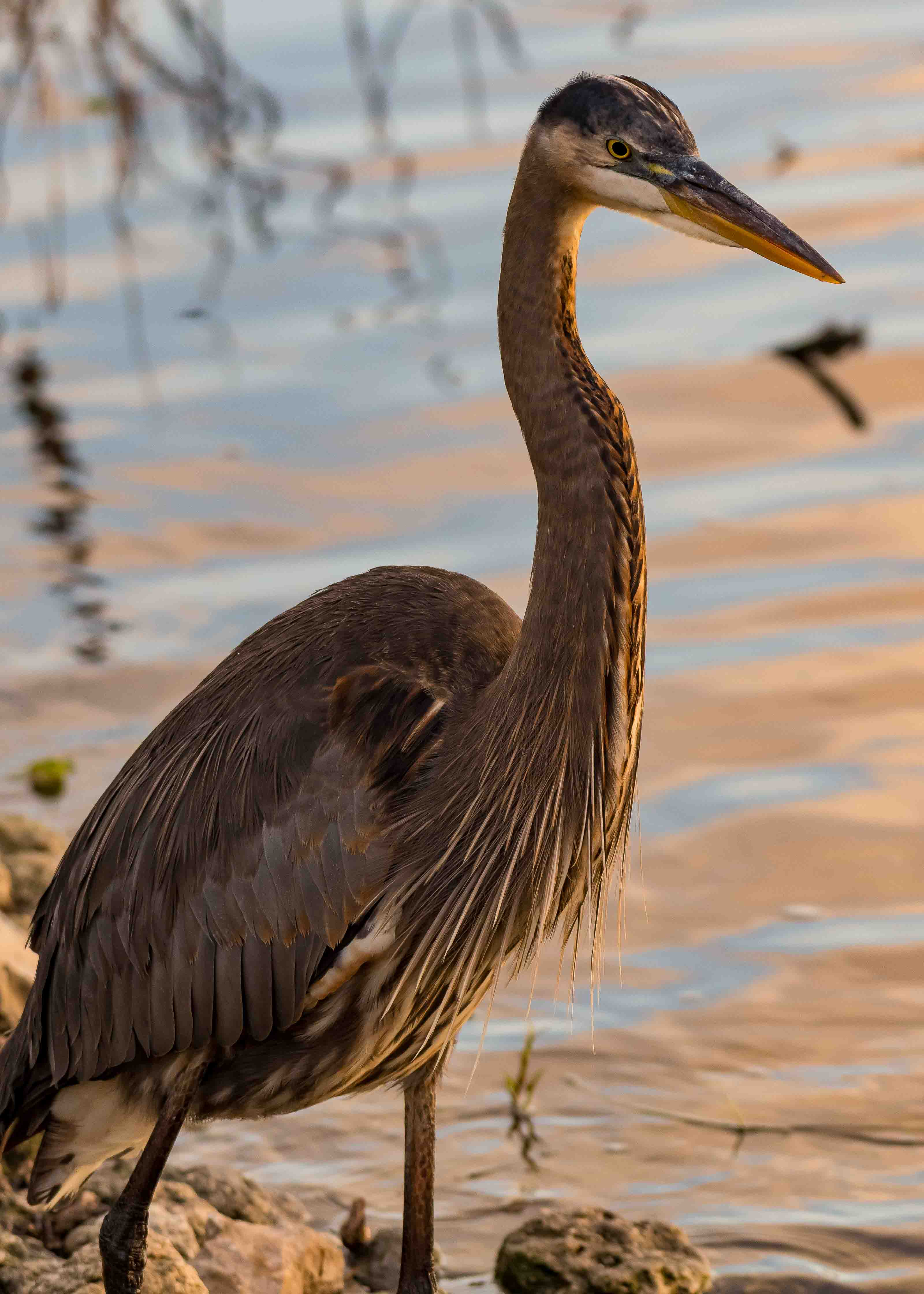 Great Blue Heron at Water's Edge - Florida