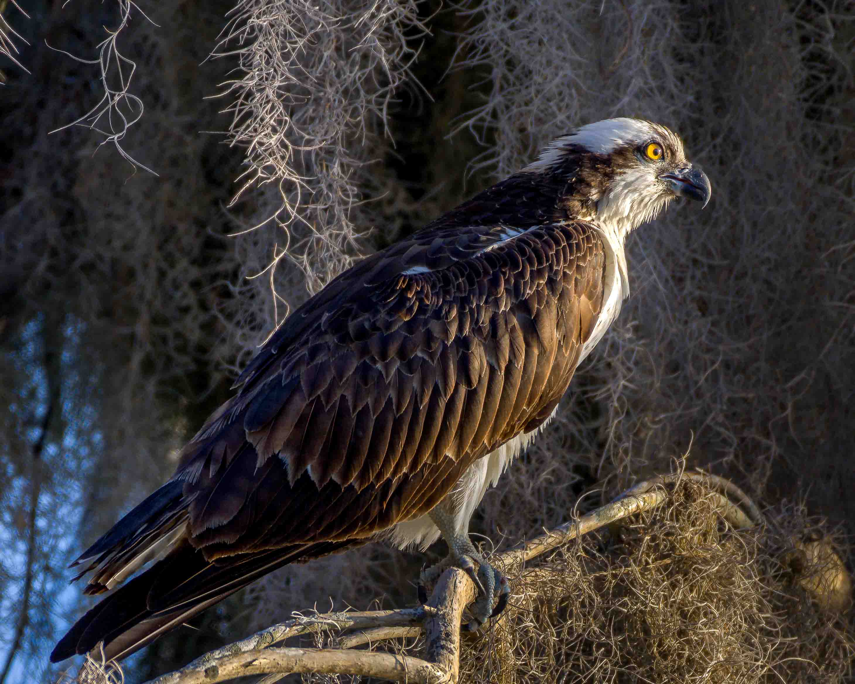 Osprey Perched in Spanish Moss - Florida
