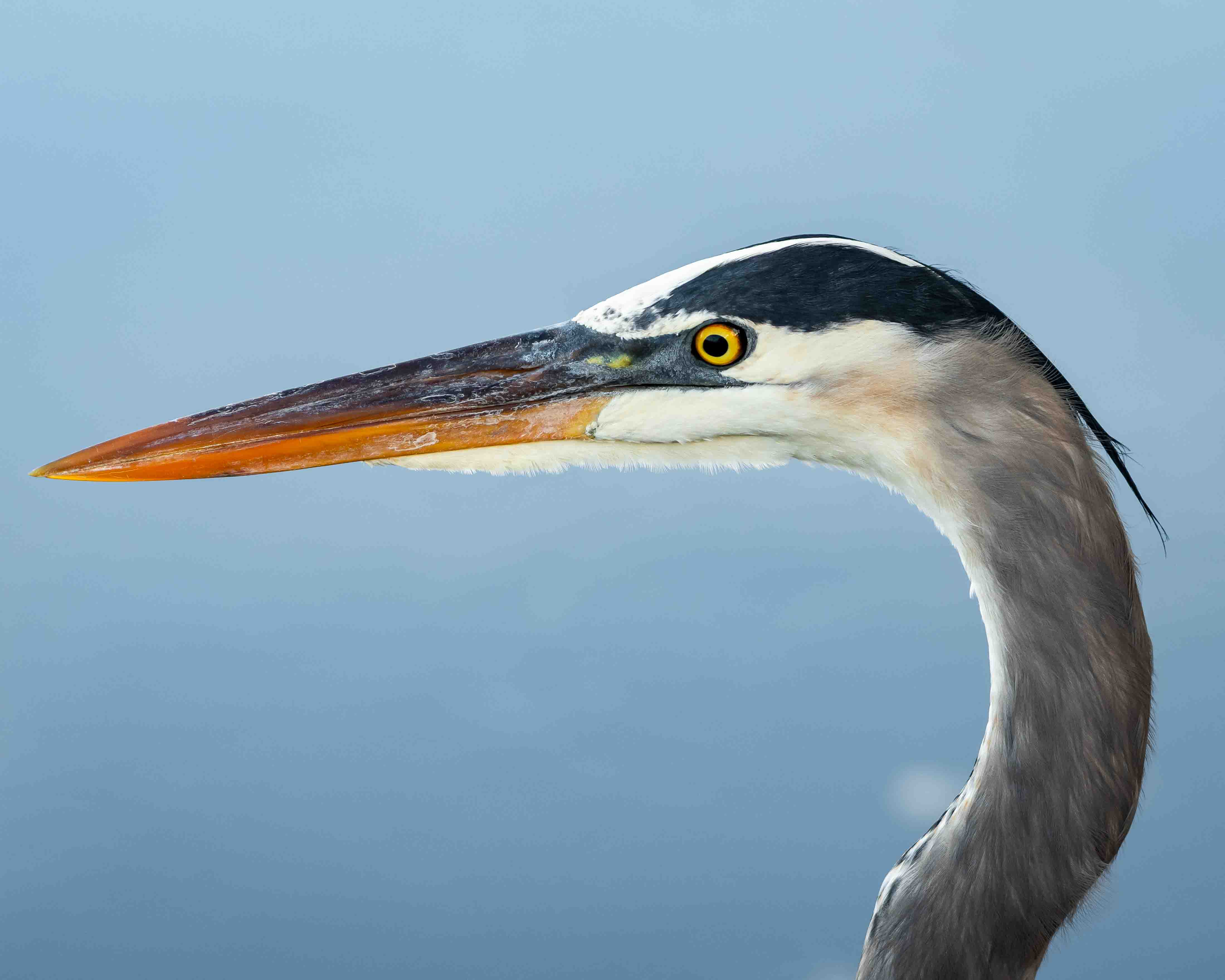 Great Blue Heron Portrait - Florida