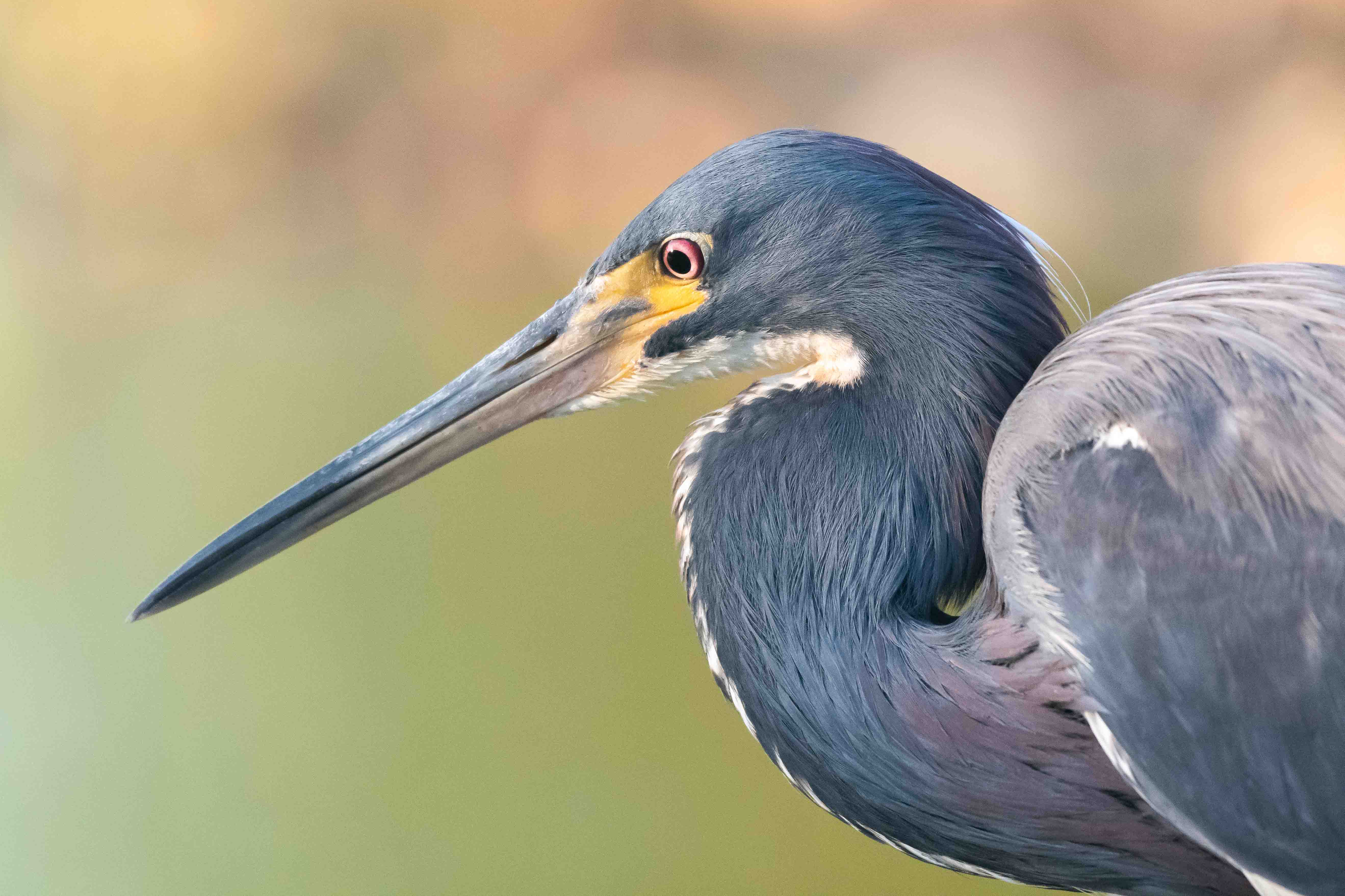 Tricolored Heron Profile - Florida
