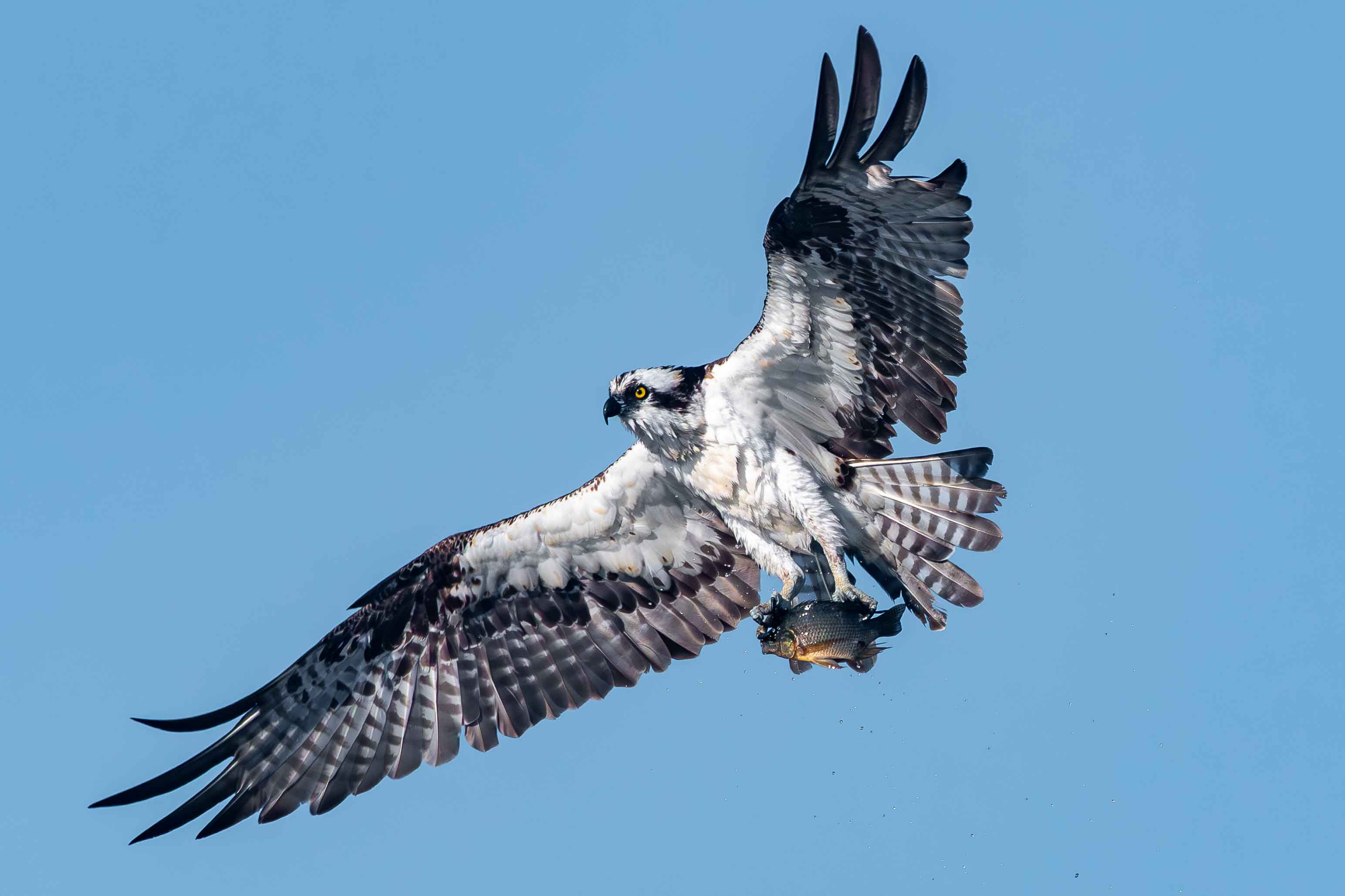 Osprey in Flight with Catch - Florida