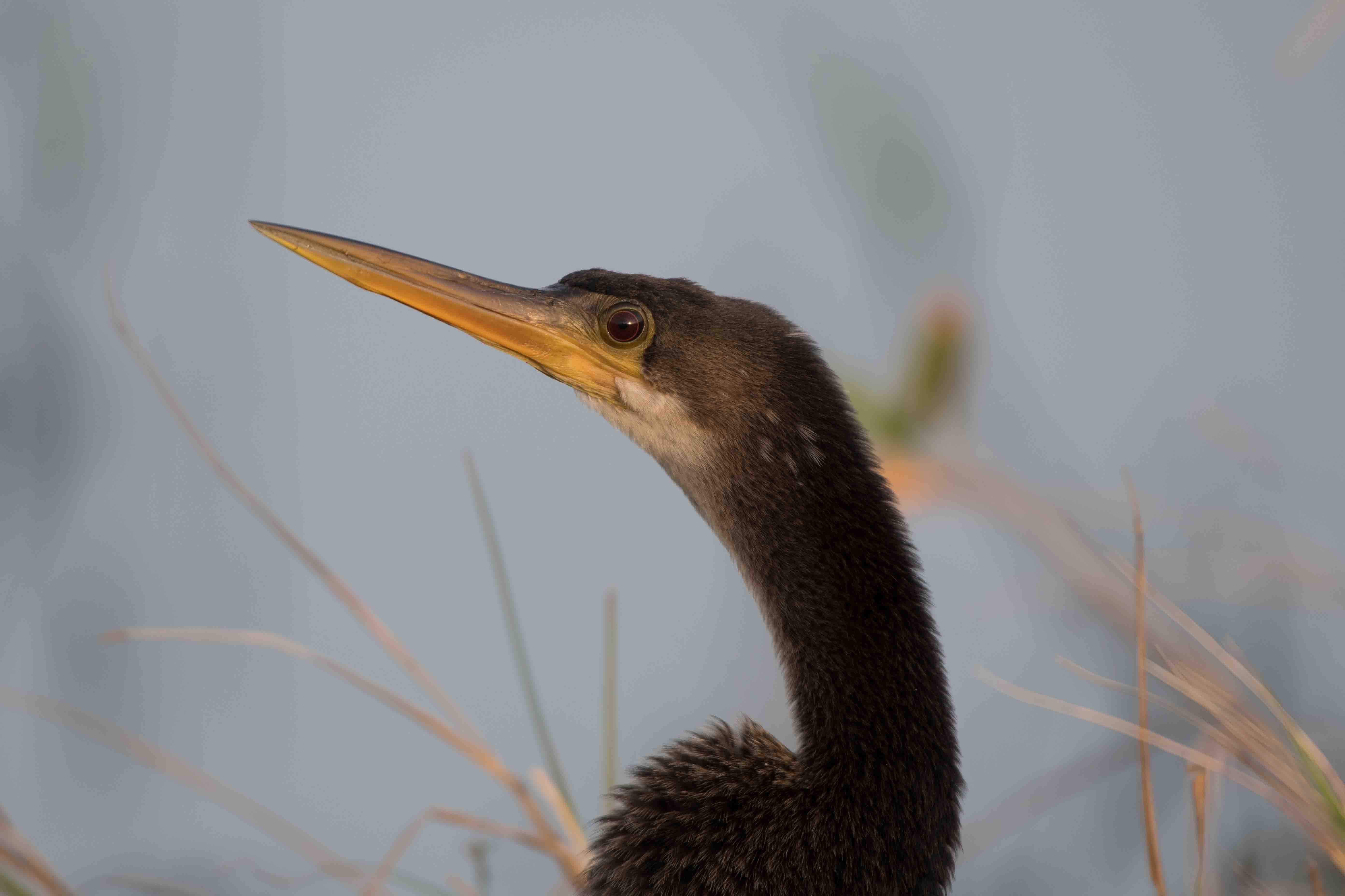 Anhinga Portrait - Florida